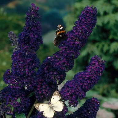 Budlėja ‘Black Knight’ – sodriai violetinė budlėja