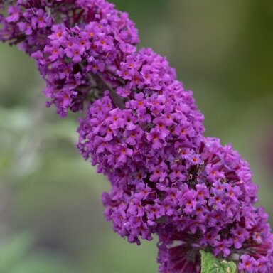 Budlėja ‘Border Beauty’ – ryškiai violetinė budlėja