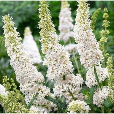 Budlėja ‘Nano White’ – balta kompaktiška budlėja