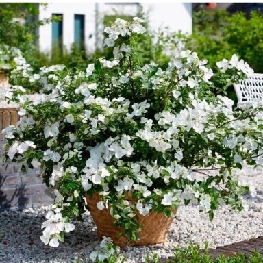 Didžialapė hortenzija ‘Runaway Bride’ – elegantiškas žiedų krioklys Didžialapė hortenzija ‘Runaway Bride’ – elegantiškas žiedų krioklys