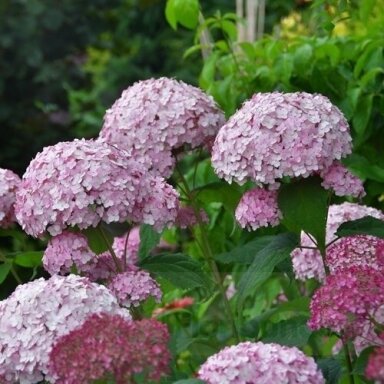 Hortenzija ‘Candybelle Bubblegum’ – kompaktiška rožinė hortenzija