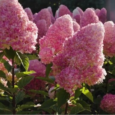 Hortenzija ‘Pink and Rose’ – ryškiai rožinė hortenzija