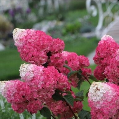 Hortenzija ‘Strawberry Blossom’ – kompaktiška rožinė hortenzija