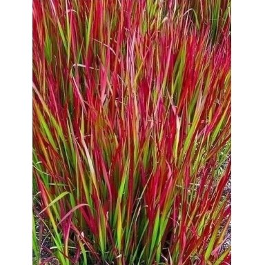 Imperata ‘Red Baron’ – ryškiai raudona dekoratyvinė žolė