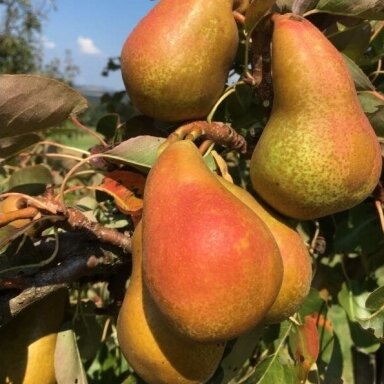 Kriaušė ‘Liepos margoji’ – ankstyvos, saldžios vasaros kriaušės