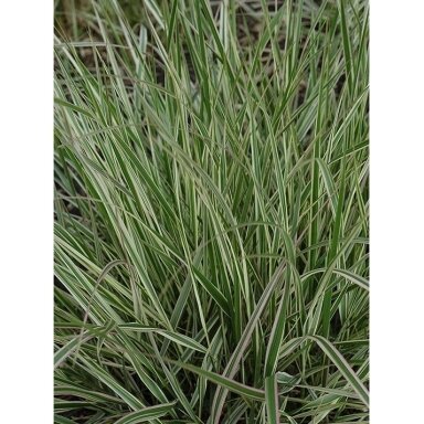 Lendrūnas ‘Overdam’ – margalapis dekoratyvinis lendrūnas Lendrūnas ‘Overdam’ – margalapis dekoratyvinis lendrūnas