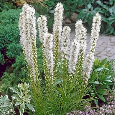 Liatris ‘Alba’ – balta vertikali elegancija Liatris ‘Alba’ – balta vertikali elegancija