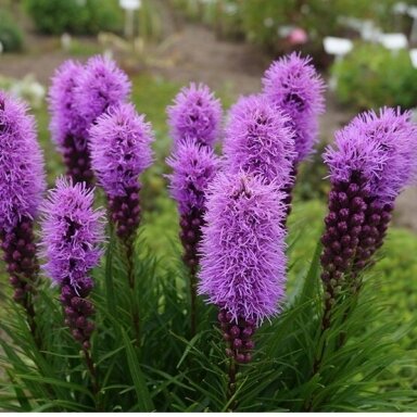 Liatris ‘Violet’ – elegantiškas vertikalus akcentas vasaros gėlyne Liatris ‘Violet’ – elegantiškas vertikalus akcentas vasaros gėlyne