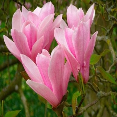 Magnolija ‘Heaven Scent’ – kvapnus pavasario akcentas Magnolija ‘Heaven Scent’ – kvapnus pavasario akcentas