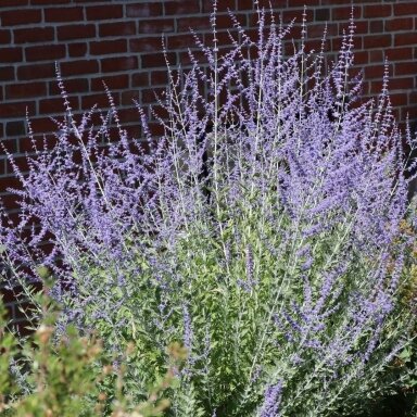 Melėsas ‘Blue Spire’ – sidabriška lapija ir ilgai žydintys melsvi žiedai Melėsas ‘Blue Spire’ – sidabriška lapija ir ilgai žydintys melsvi žiedai