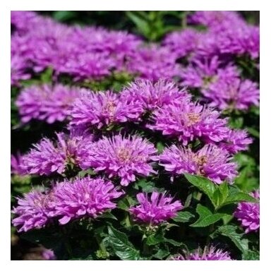 Monarda ‘Baby Spice’ – kompaktiška, bei aromatinga