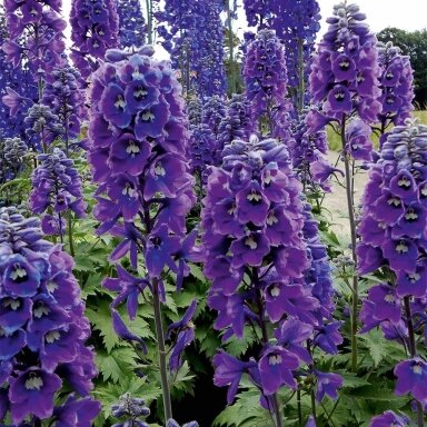 Pentinis ‘Blue Black Bee’ – sodriai mėlynas akcentas