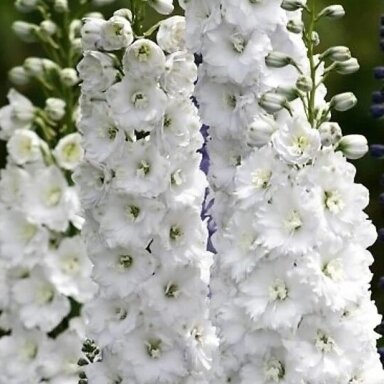 Pentinis ‘Excalibur Pure White’ – elegantiška balta klasika