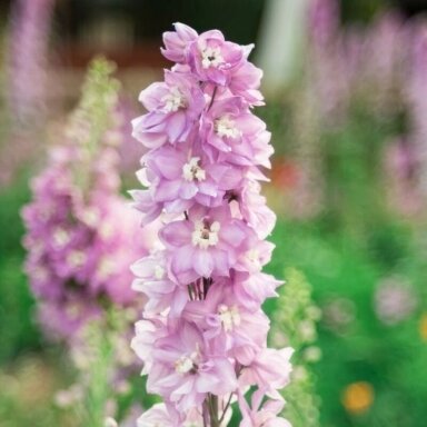 Pentinis ‘Pink White Bee’ – švelni elegancija