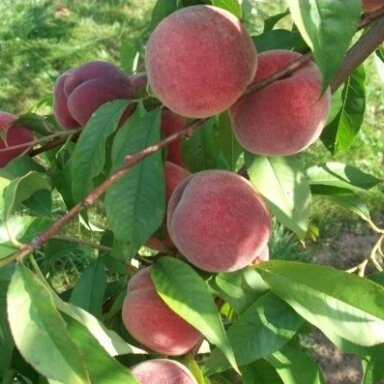 Persikas ‘Harnas’ – atspari veislė su gausiu saldžių vaisių derliumi Persikas ‘Harnas’ – atspari veislė su gausiu saldžių vaisių derliumi