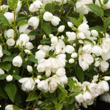 Pilnaviduris jazminas ‘Snowbelle’ – kvapnus baltų žiedų debesėlis