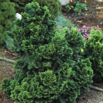 Puskiparisis ‘Nana Gracilis’ – elegantiškas kompaktiškas spygliuotis Puskiparisis ‘Nana Gracilis’ – elegantiškas kompaktiškas spygliuotis
