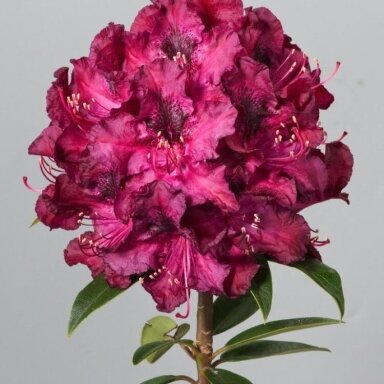 Rododendras ‘Marie Forte’ – įspūdingas stambiažiedis sodo akcentas Rododendras ‘Marie Forte’ – įspūdingas stambiažiedis sodo akcentas