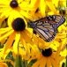 Rudbekija ‘Goldsturm’ – ryškiai geltona rudbekija Rudbekija ‘Goldsturm’ – ryškiai geltona rudbekija