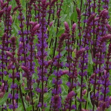 Šalavijas ‘Caradonna’ – elegantiška vertikali struktūra Šalavijas ‘Caradonna’ – elegantiška vertikali struktūra