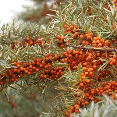 Šaltalankis ‘Friesdorfen Orange’ – labai derlinga savidulkė veislė Šaltalankis ‘Friesdorfen Orange’ – labai derlinga savidulkė veislė