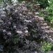 Šeivamedis ‘Guincho Purple’ – tamsios lapijos elegancija Šeivamedis ‘Guincho Purple’ – tamsios lapijos elegancija