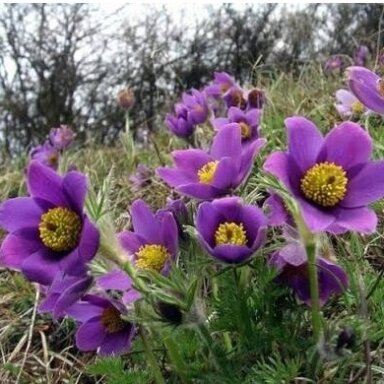 Šilagėlė ‘Violet’ – sodriai violetiniai pavasario žiedai