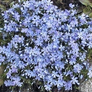 Šliaužiantis flioksas ‘Emerald Cushion Blue’ – mėlynai violetinis pavasario žiedų kilimas Šliaužiantis flioksas ‘Emerald Cushion Blue’ – mėlynai violetinis pavasario žiedų kilimas
