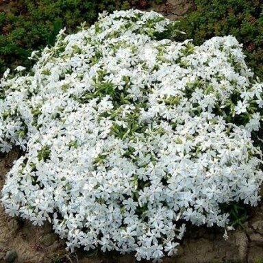 Šliaužiantis flioksas ‘White Delight’ – sniego baltumo pavasario žiedai Šliaužiantis flioksas ‘White Delight’ – sniego baltumo pavasario žiedai