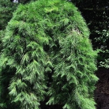 Svyranti pušis ‘Pendula’ – elegantiška forma ir išskirtinis akcentas sode (atsiėmimas vietoje)
