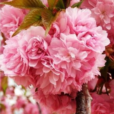 Svyranti sakura ‘Kiku Shidare’ – elegantiškas žydintis akcentas
