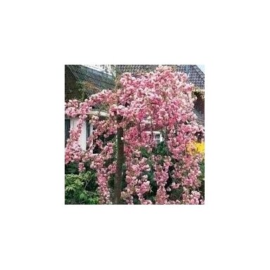 Svyranti sakura ‘Kiku Shidare’ – elegantiškas žydintis akcentas