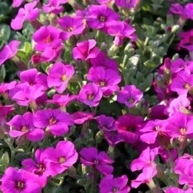 Vaistutis ‘Little Treasure Deep Rose’ – ryškiai rožiniai žiedai ir kompaktiškas augimas Vaistutis ‘Little Treasure Deep Rose’ – ryškiai rožiniai žiedai ir kompaktiškas augimas
