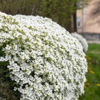 Vaistutis ‘Little Treasure White’ – sniego baltumo žiedų kilimas Vaistutis ‘Little Treasure White’ – sniego baltumo žiedų kilimas