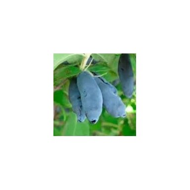 Valgomasis sausmedis ‘Indigo Gem’ – ankstyva ir universali