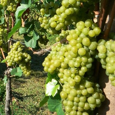 Vynuogė ‘Solaris’ – aromatinga šviesių vynuogių veislė Vynuogė ‘Solaris’ – aromatinga šviesių vynuogių veislė