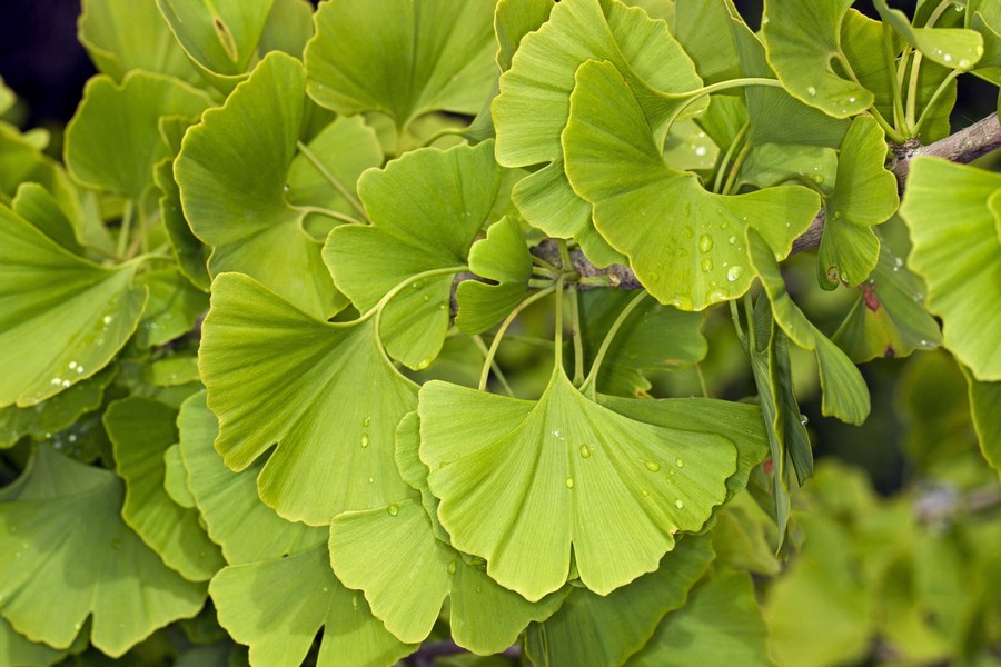 Ginkmedis