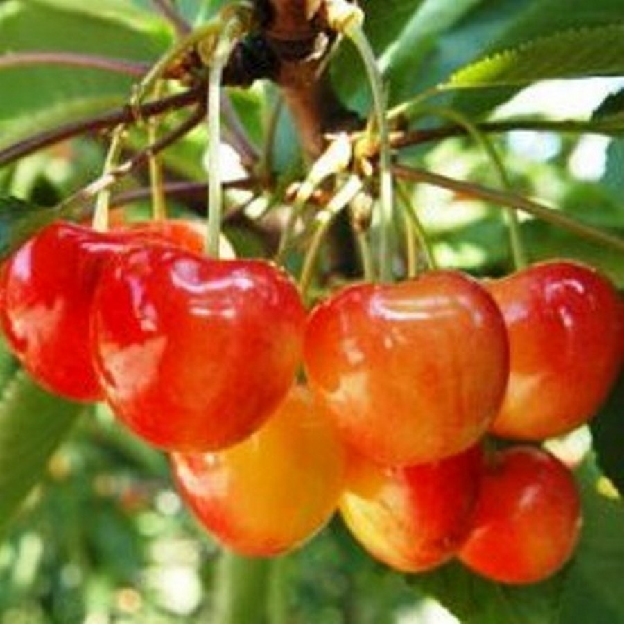 Vyšnios ir trešnės hibridas 'Hortenzija'