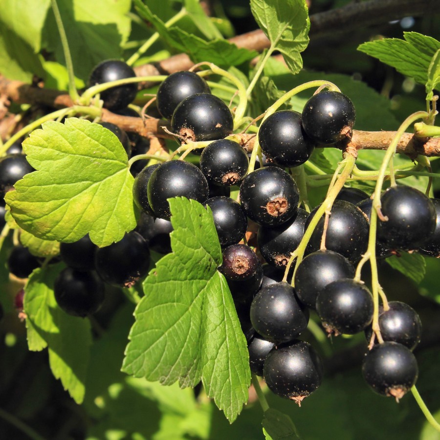 Juodasis serbentas 'Boskopo milžinai' (skiepytas ant koto)