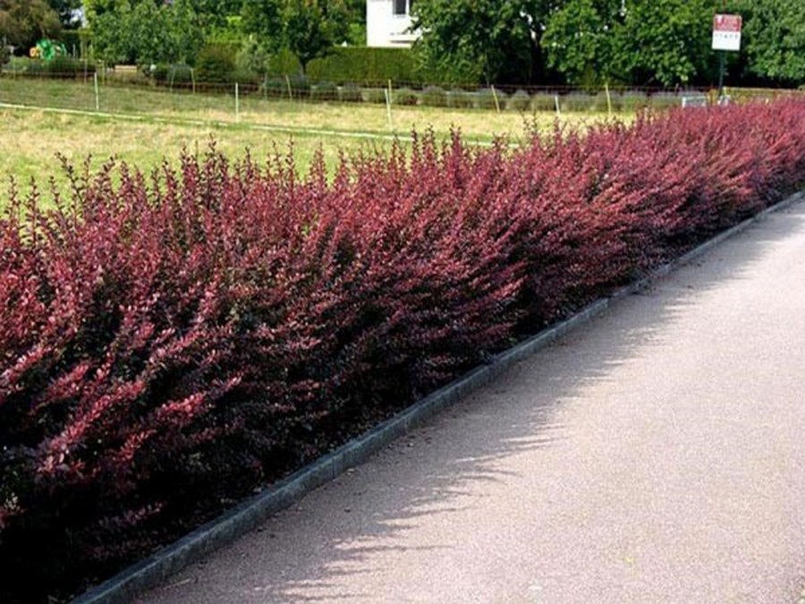 Raugerškis 'Atropurpurea Nana'