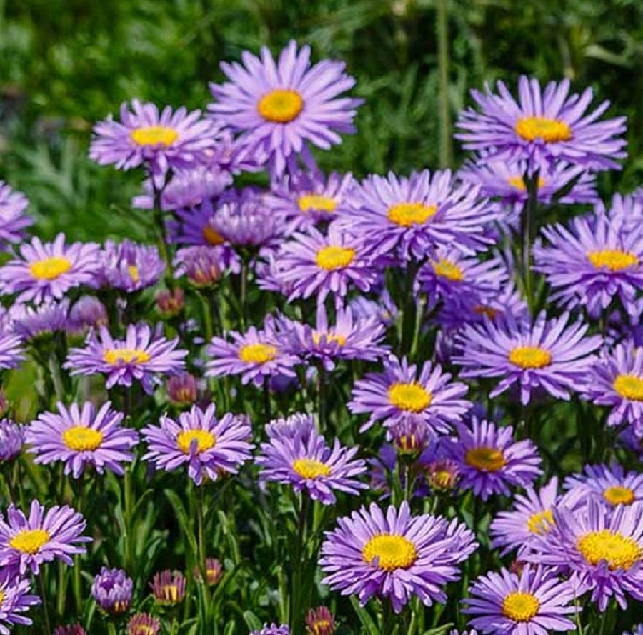 Astras 'Violet'