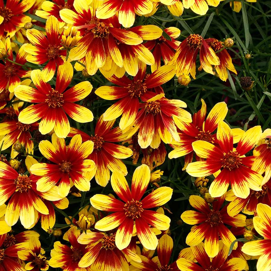 Gludas 'Firefly'
