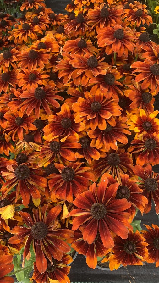 Rudbekija 'Summer Daisy's Bronze Bicolor'