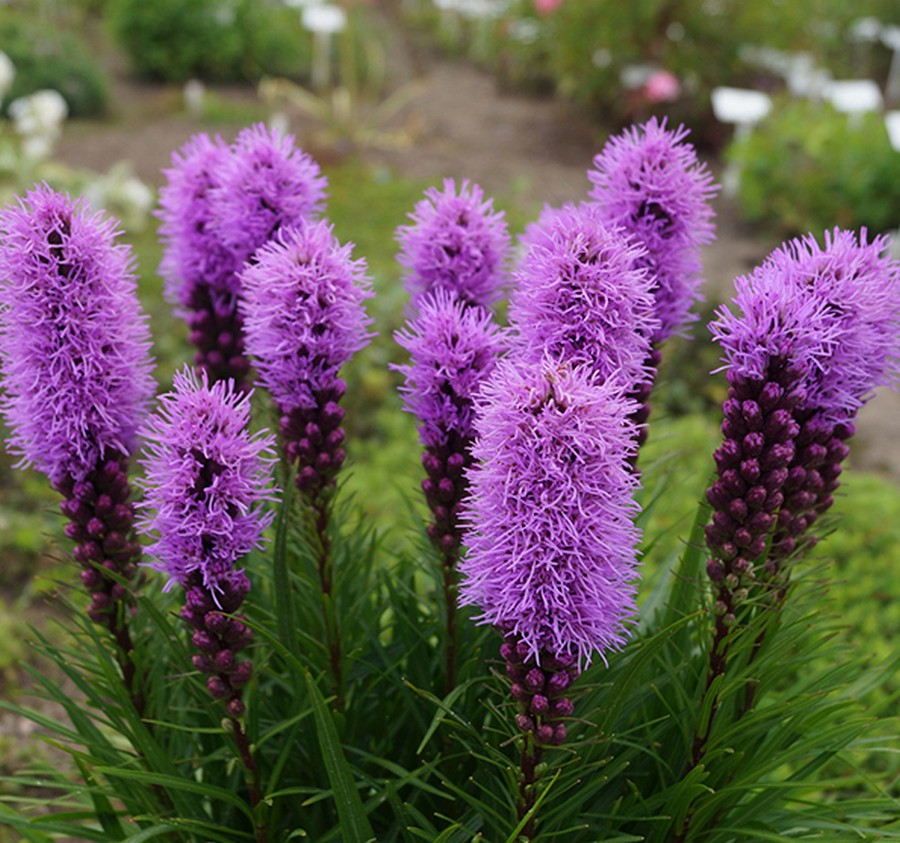 Liatris 'Floristan Violet'
