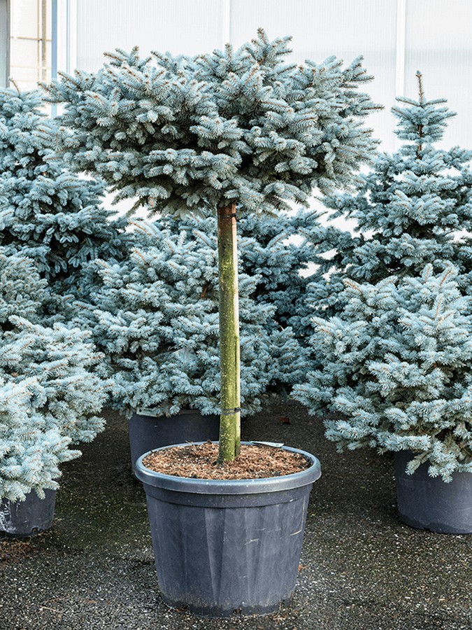 Eglė 'Glauca Globosa' (skiepyta ant koto)