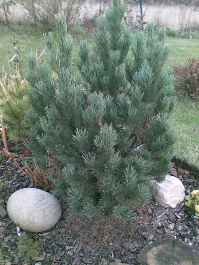 Pušis 'Nana Argentea'