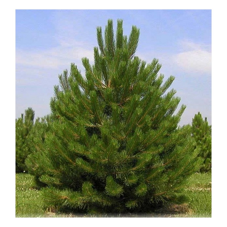 Juodoji pušis 'Pinus nigra'