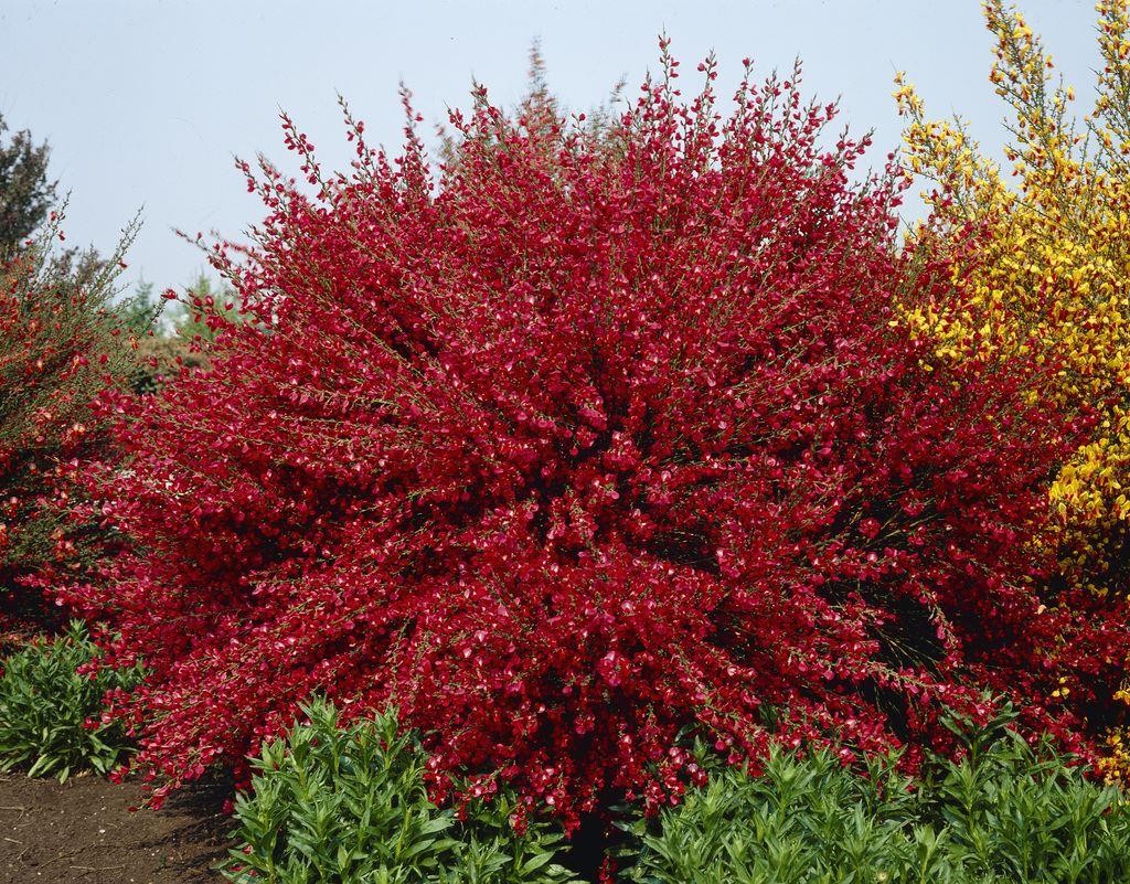 Raipstas šluotinis 'Boskop Ruby'