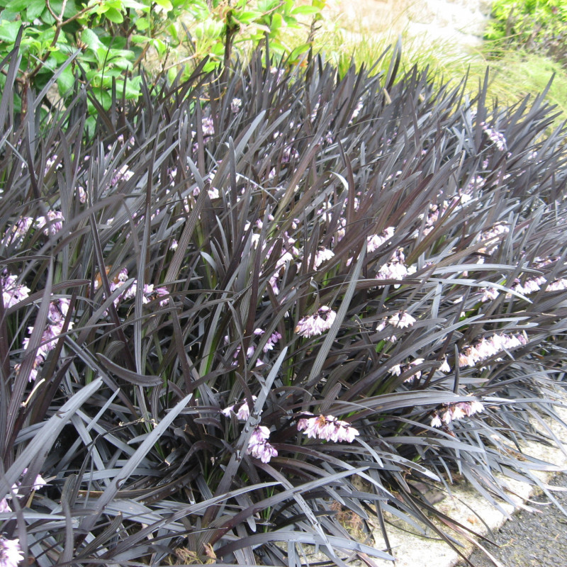 Gyvatbarzdė 'Nigrescens'