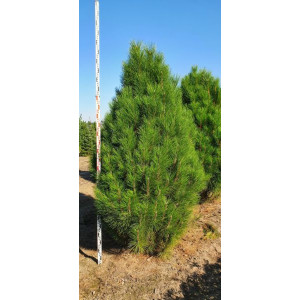 Juodoji pušis 'Pyramidalis'